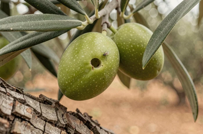 Gros plan sur une olive verte endommagée par la mouche de l'olive avec orifice d'entrée visible sur la peau du fruit